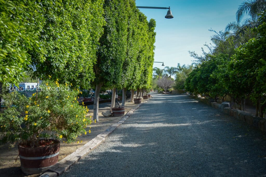 ranch tree driveway